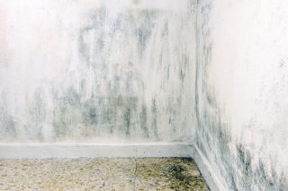 Possible Health Effects of Mould Exposure